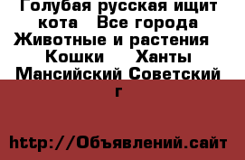 Голубая русская ищит кота - Все города Животные и растения » Кошки   . Ханты-Мансийский,Советский г.